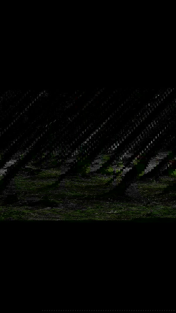 quincymood quincymood archive image