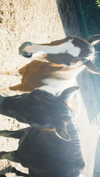 racheltx Altpins Profile Picture