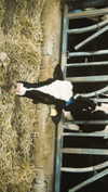 racheltx Altpins Profile Picture