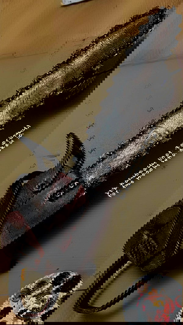 ratskeleton ratskeleton archive image