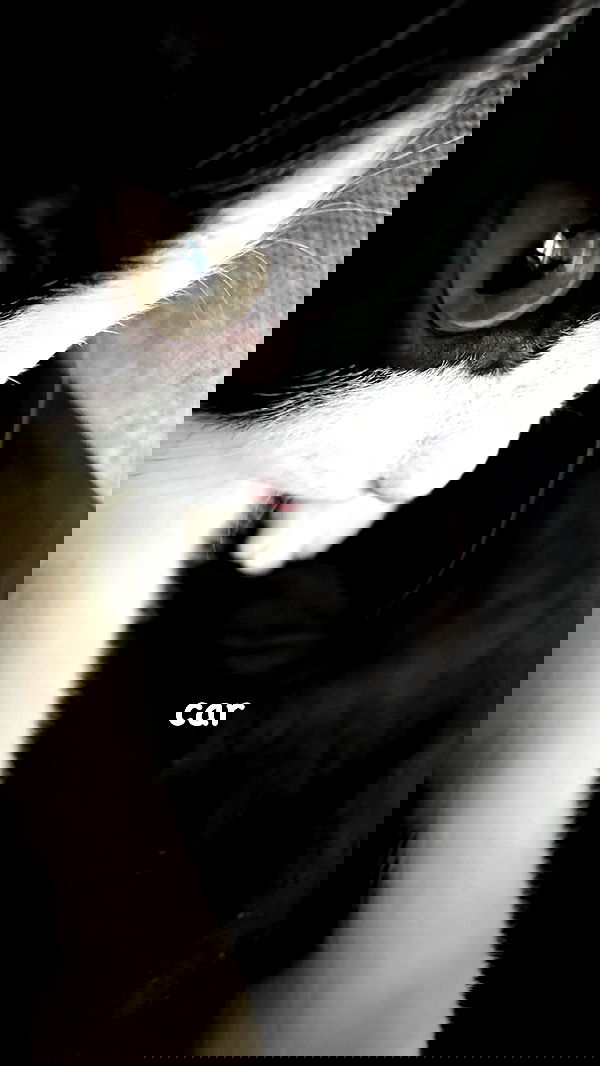 ratskeleton ratskeleton archive image