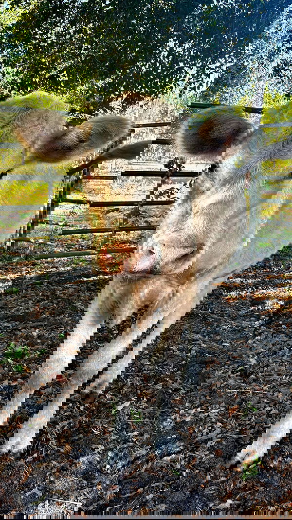 rchhhll image ~ Altpins