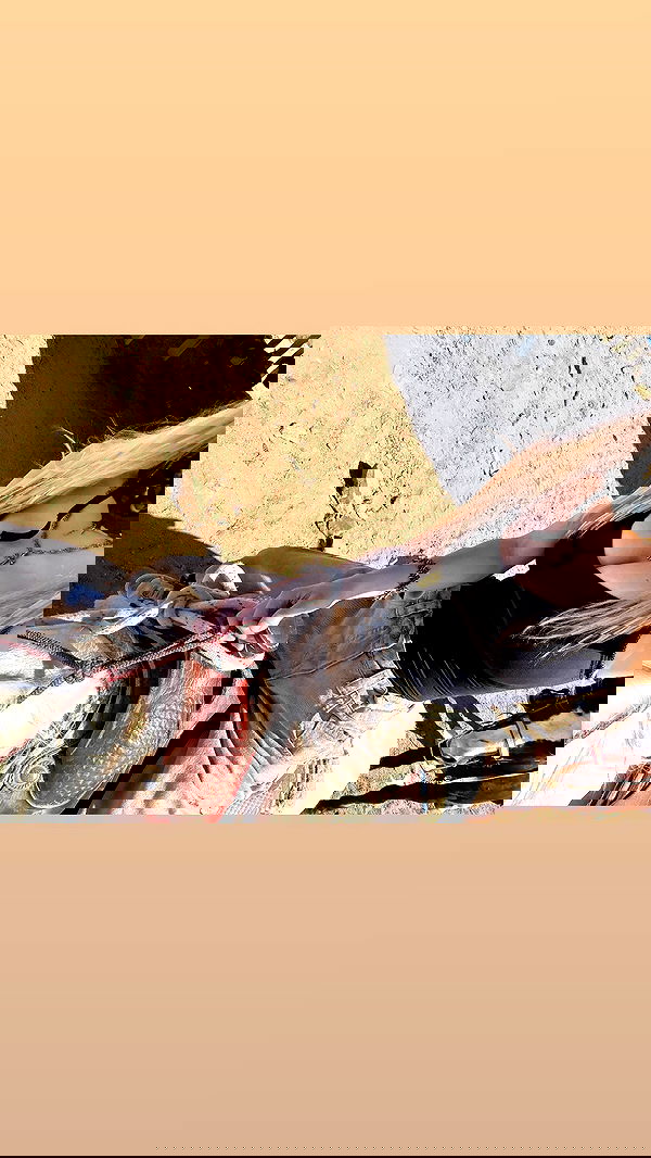 rchhhll image ~ Altpins