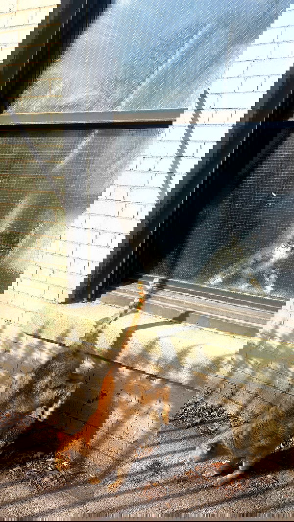 rchhhll image ~ Altpins