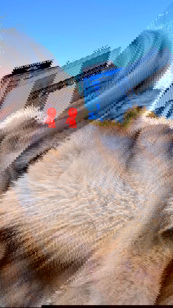 rchhhll image ~ Altpins