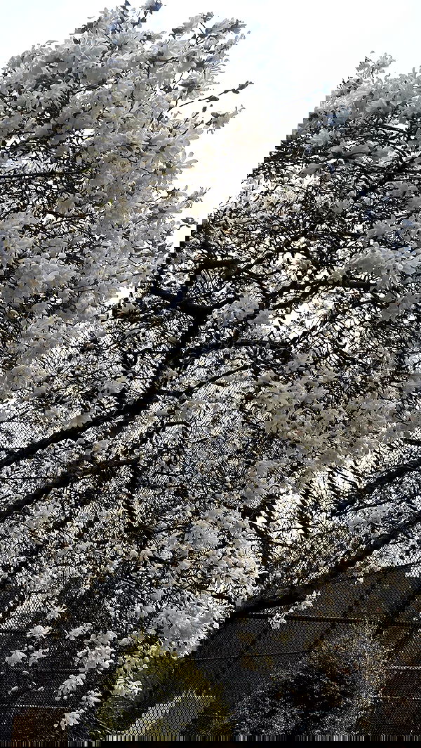 rchhhll image ~ Altpins