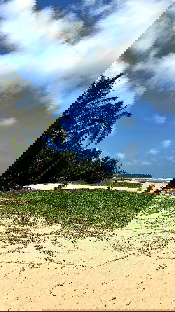 rebeccaschez rebeccaschez archive image