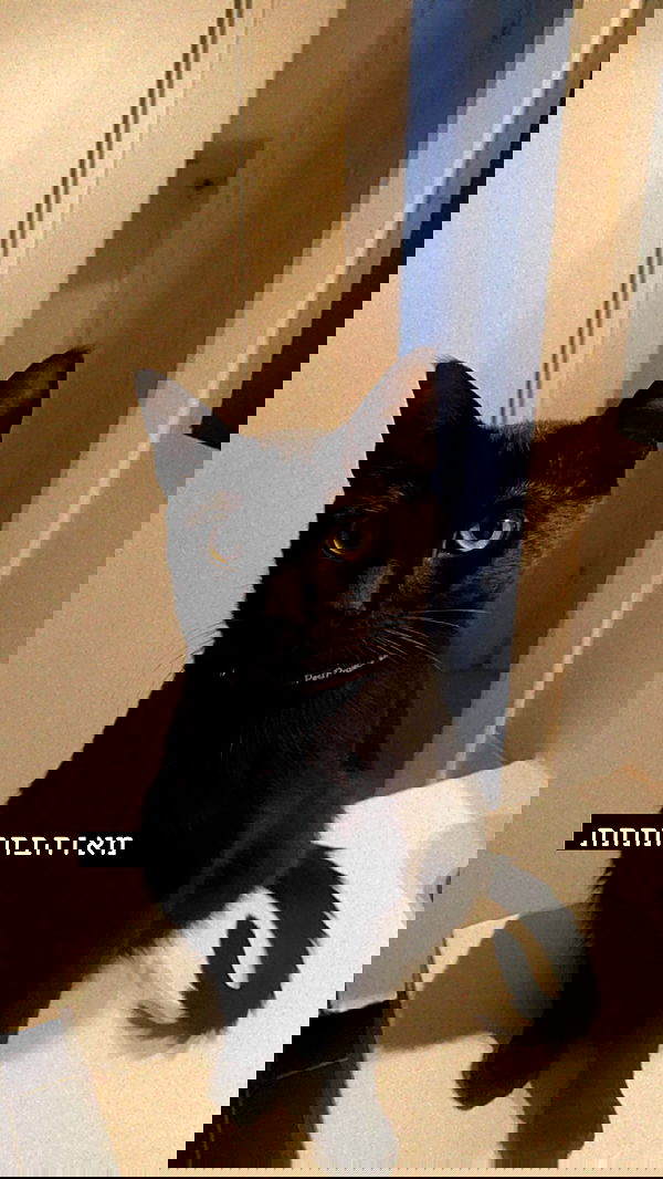 rebecka_tsadok rebecka_tsadok archive image