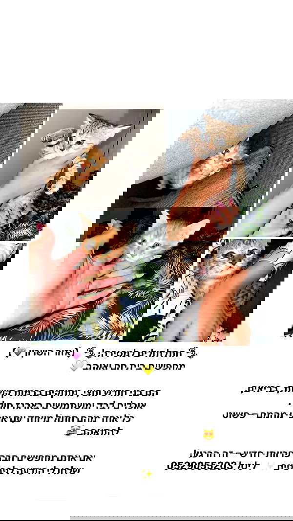 rebecka_tsadok rebecka_tsadok archive image