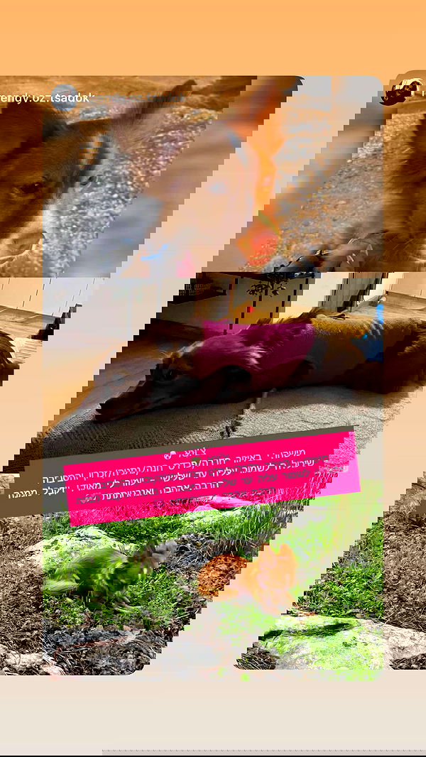 rebecka_tsadok rebecka_tsadok archive image