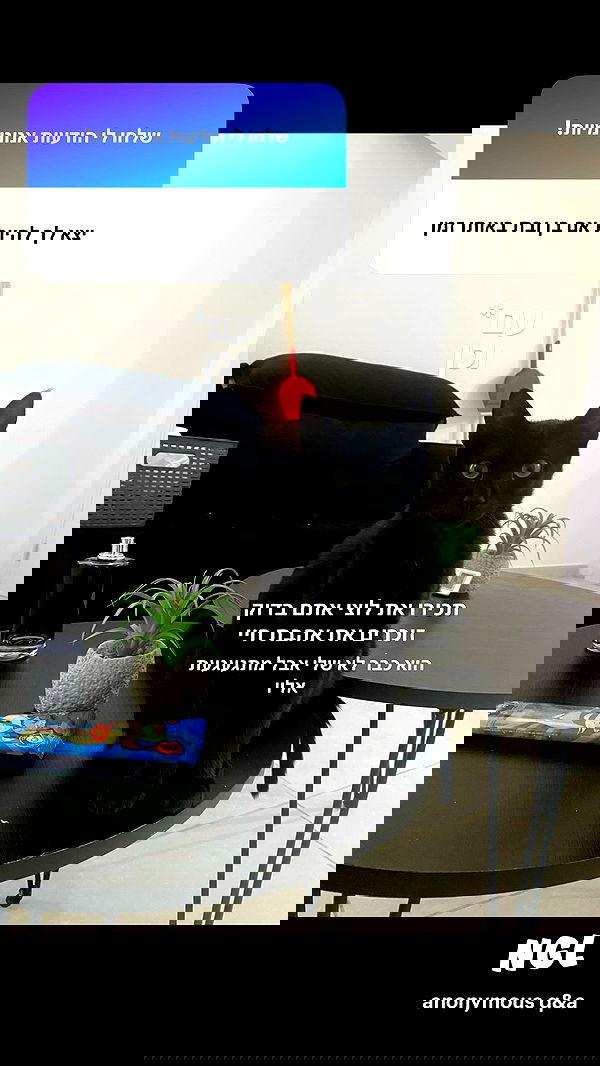 rebecka_tsadok rebecka_tsadok archive image