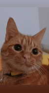 reitoshin Altpins Profile Picture