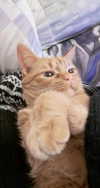 reitoshin Altpins Profile Picture