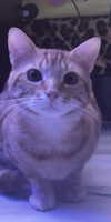 reitoshin Altpins Profile Picture