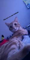 reitoshin Altpins Profile Picture