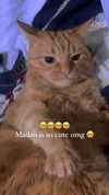 reitoshin Altpins Profile Picture