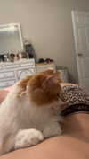 riaraexo Altpins Profile Picture