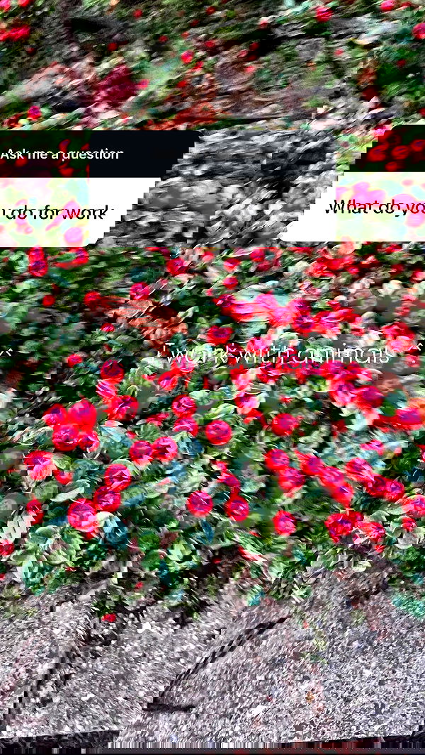 rinnicos image ~ Altpins