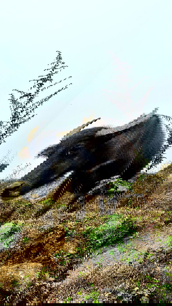 rivkavel rivkavel archive image