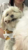 romitalblt Altpins Profile Picture