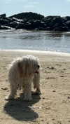 romitalblt Altpins Profile Picture
