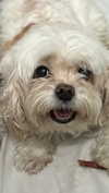 romitalblt Altpins Profile Picture