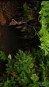 rommy_banouz Altpins Profile Picture