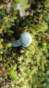rommy_banouz Altpins Profile Picture