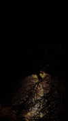 rommy_banouz Altpins Profile Picture