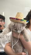 romxcohen Altpins Profile Picture