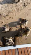 romy.benshushan Altpins Profile Picture