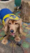 romy.benshushan Altpins Profile Picture