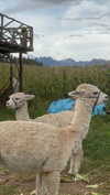 romy.benshushan Altpins Profile Picture