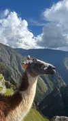 romy.benshushan Altpins Profile Picture