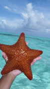 romy.benshushan Altpins Profile Picture
