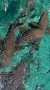 romy.benshushan Altpins Profile Picture