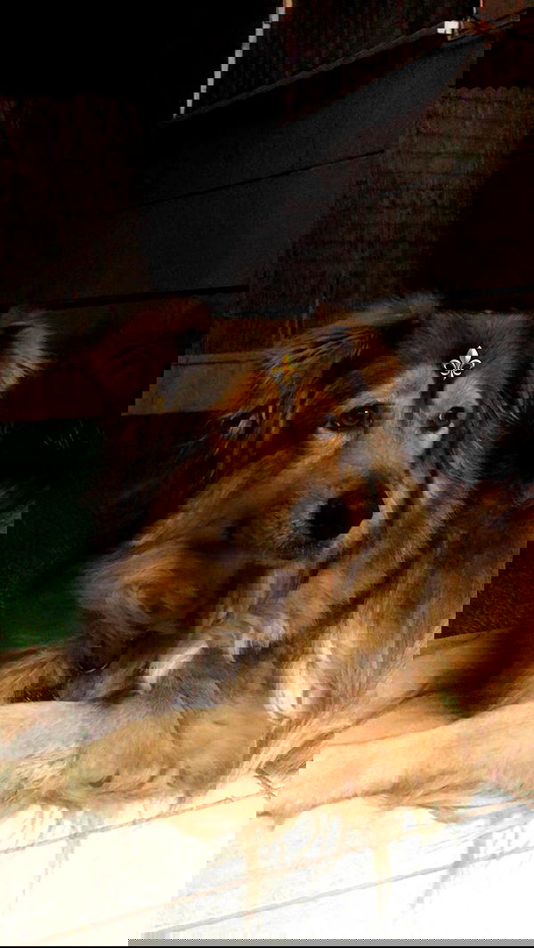 romy_ayalla_lavi romy_ayalla_lavi archive image