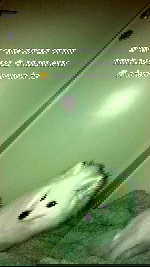 romy_ayalla_lavi romy_ayalla_lavi archive image