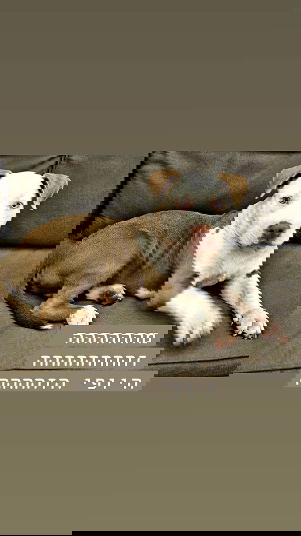 romy_ayalla_lavi romy_ayalla_lavi archive image