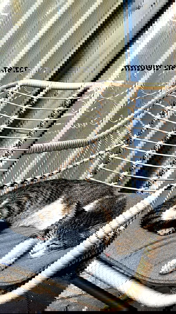 romy_ayalla_lavi romy_ayalla_lavi archive image