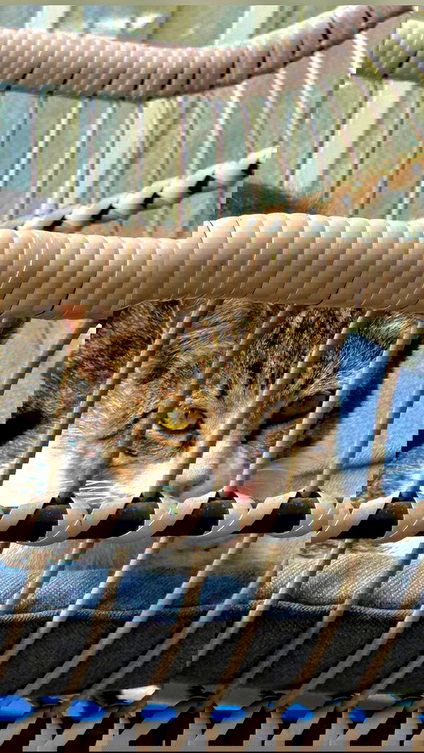 romy_ayalla_lavi romy_ayalla_lavi archive image