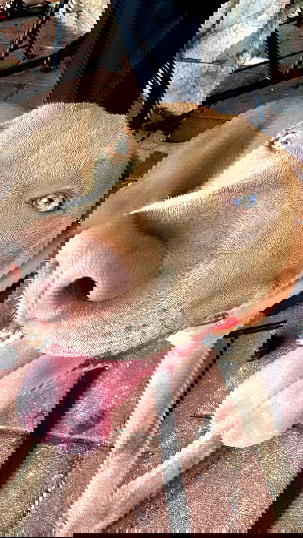 romy_ayalla_lavi romy_ayalla_lavi archive image