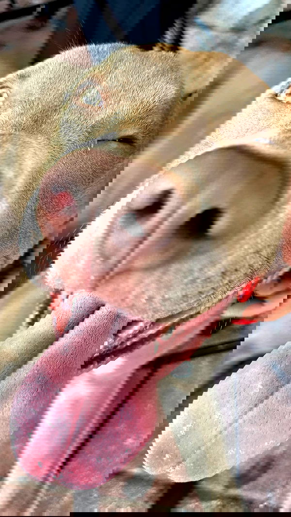 romy_ayalla_lavi romy_ayalla_lavi archive image