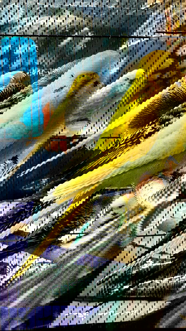 romy_ayalla_lavi romy_ayalla_lavi archive image