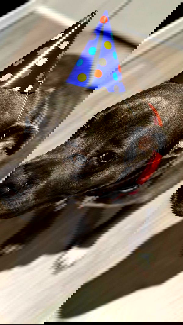 romy_ayalla_lavi romy_ayalla_lavi archive image