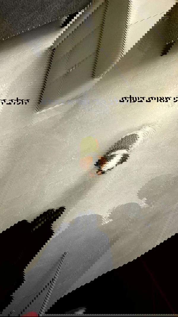 romy_ayalla_lavi romy_ayalla_lavi archive image