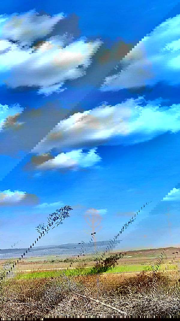 romy_ayalla_lavi romy_ayalla_lavi archive image