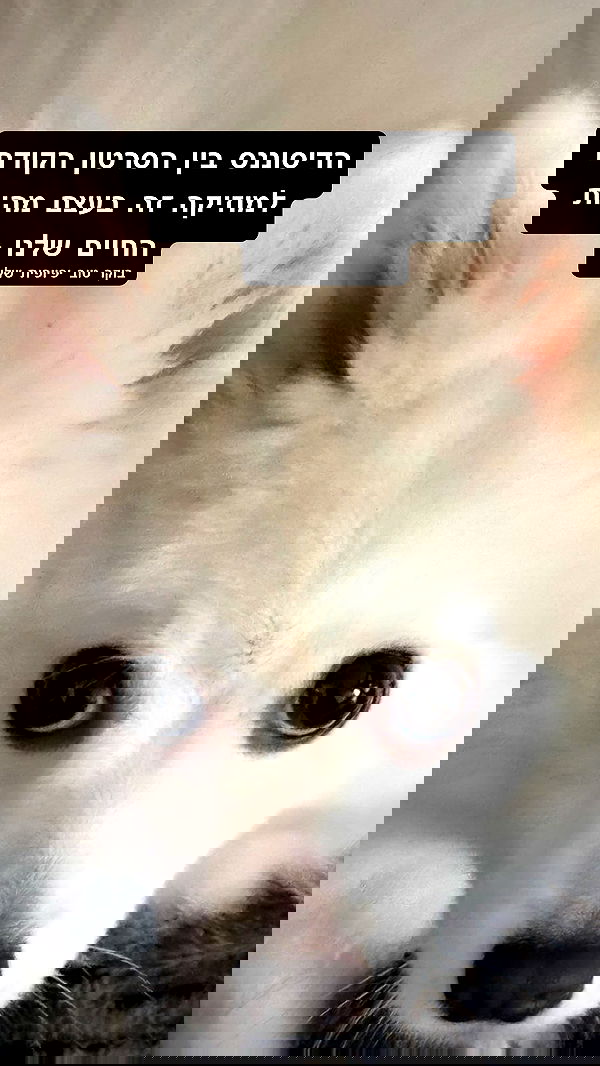 romy_ayalla_lavi romy_ayalla_lavi archive image