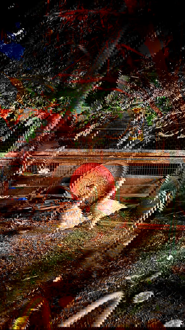 romy_ayalla_lavi romy_ayalla_lavi archive image