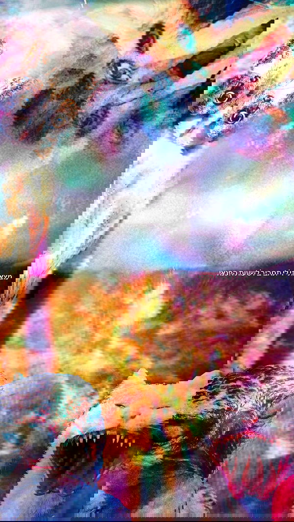 romy_ayalla_lavi romy_ayalla_lavi archive image